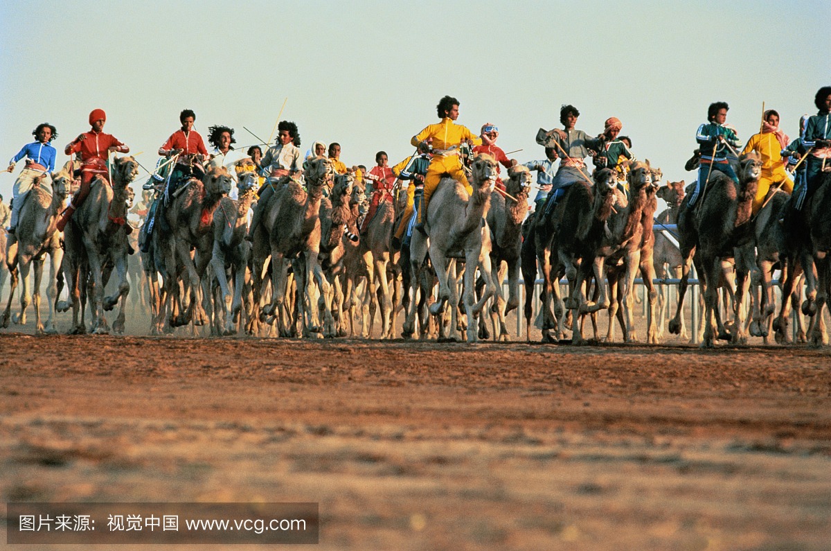 沙特阿拉伯,金德里亚骆驼种族,前视图
