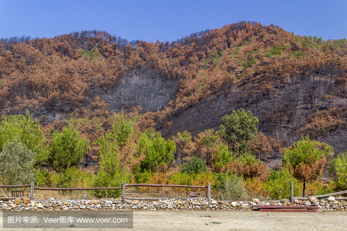 危险的森林火灾是人为的错误