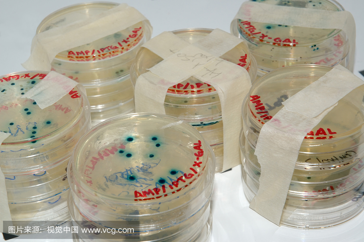 在培养箱中用蓝色转化菌落培养的培养皿中的细