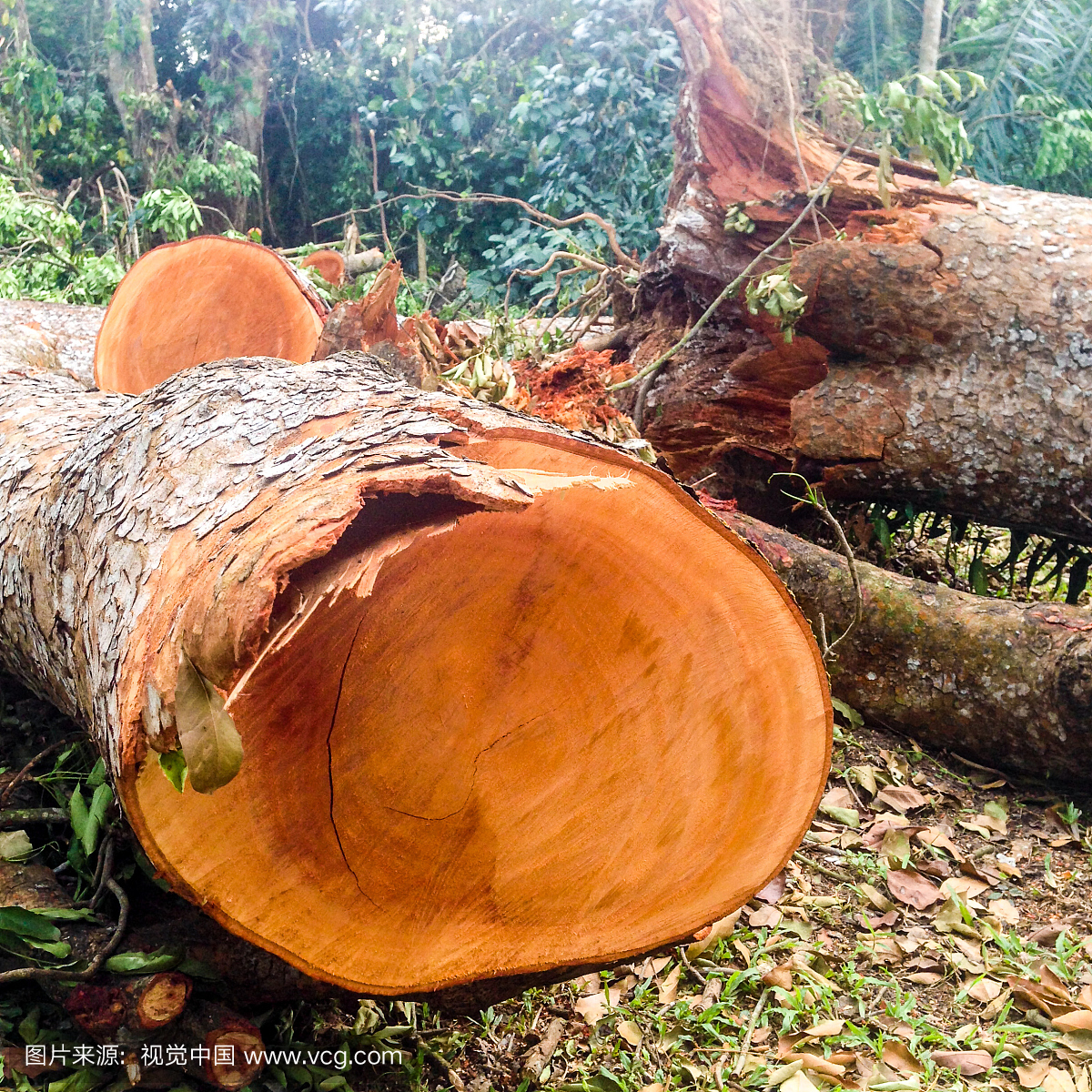 Mahogany Tree,环境问题,新加坡,热带气候