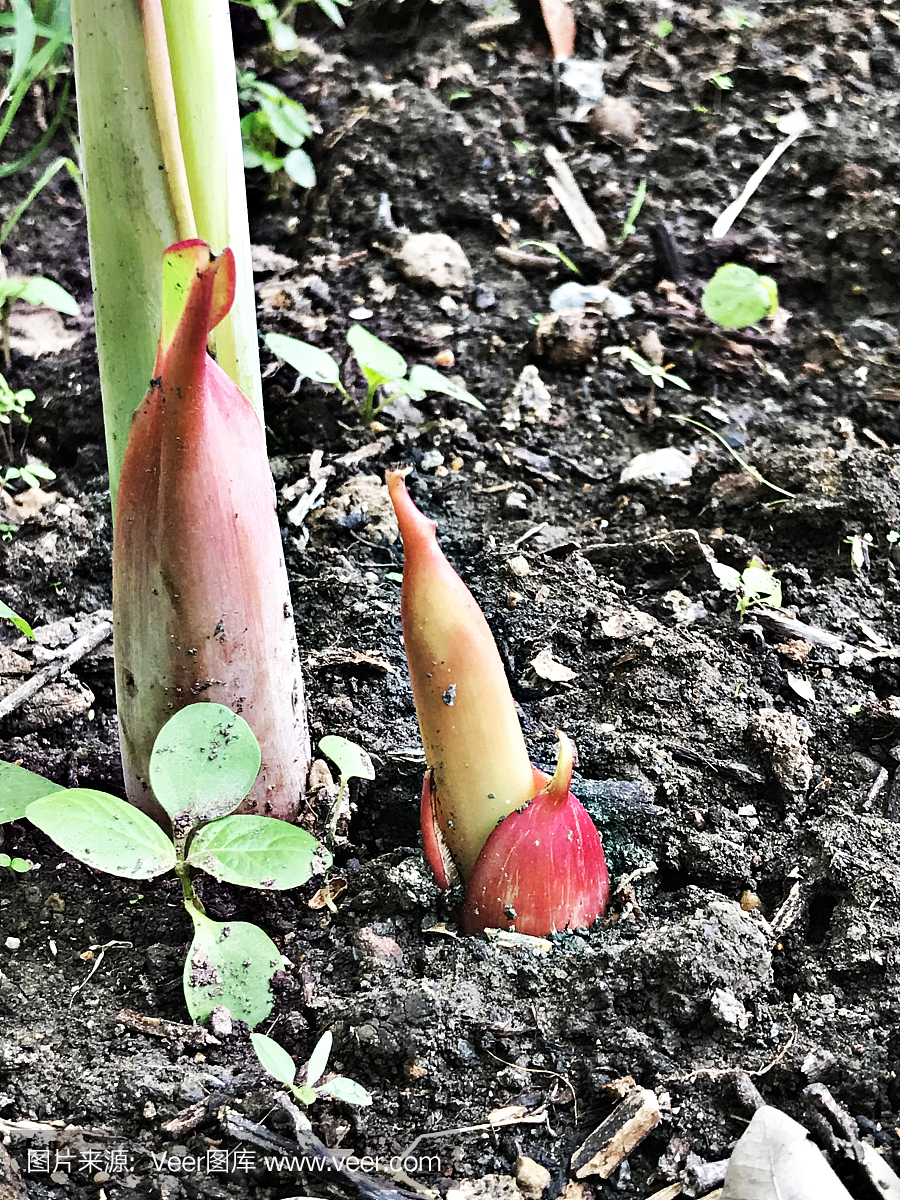 明亮的香蕉射击。