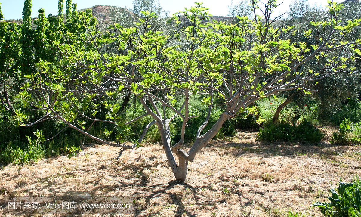 无花果树在西班牙