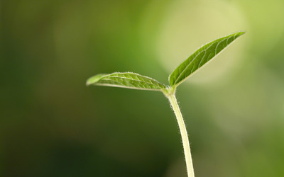 破土而出的嫩芽的图片