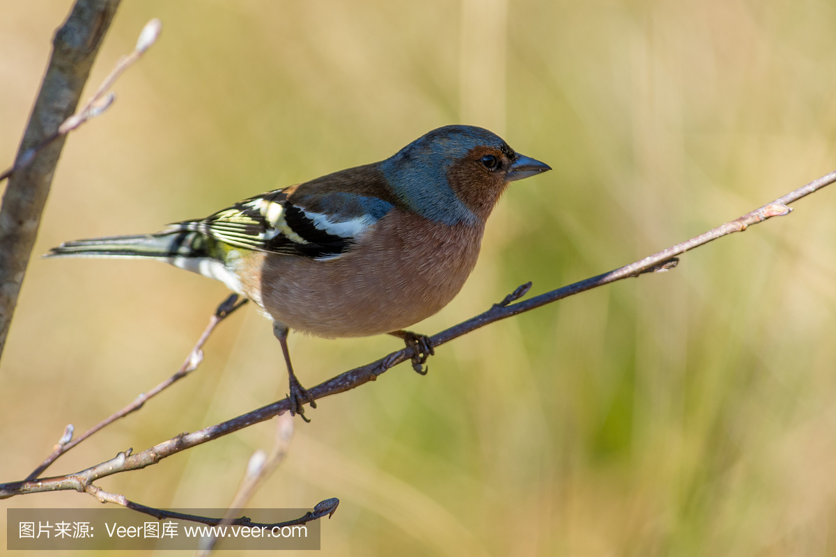 自然,瑞典,图像,北美歌雀