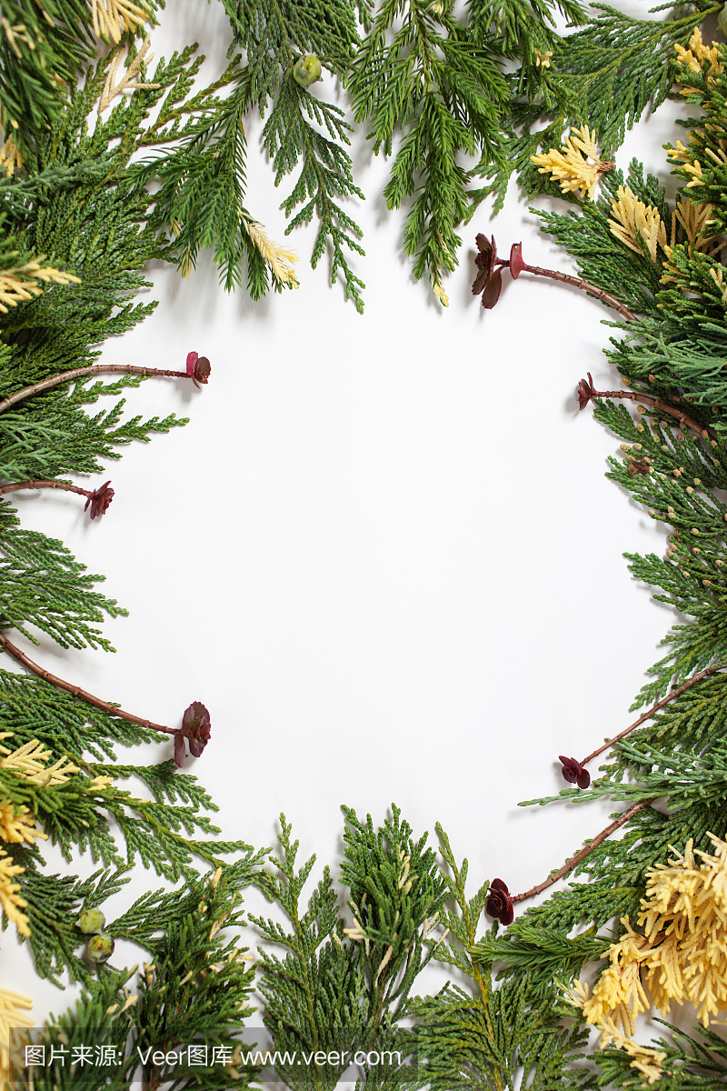 圣诞节背景与常青杉树和紫色多汁植物上白色孤