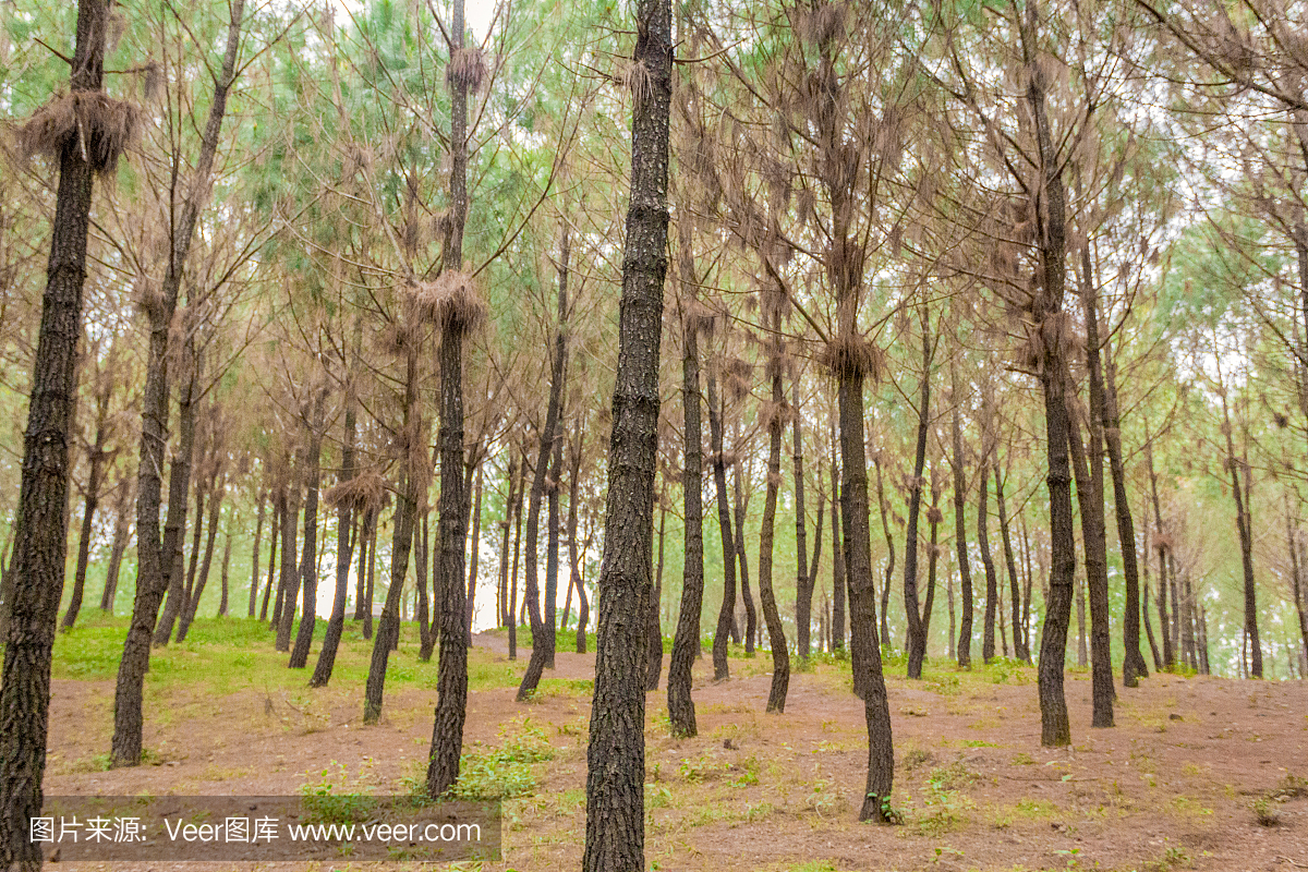 色相越南的杉木森林