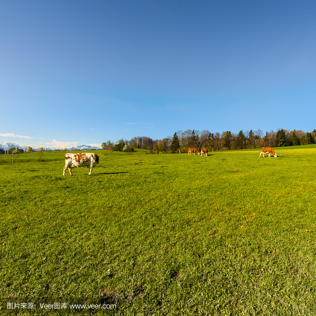 瑞士畜牧业