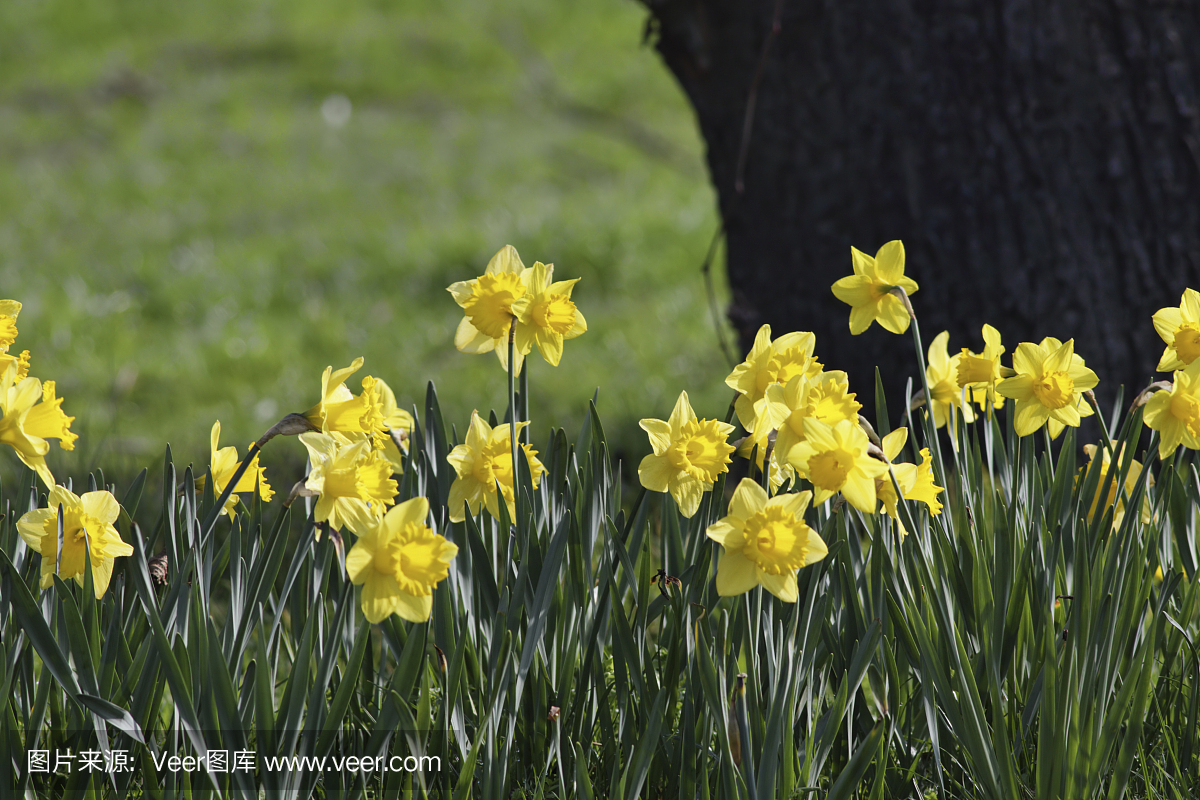 明亮的黄色水仙花英文春天