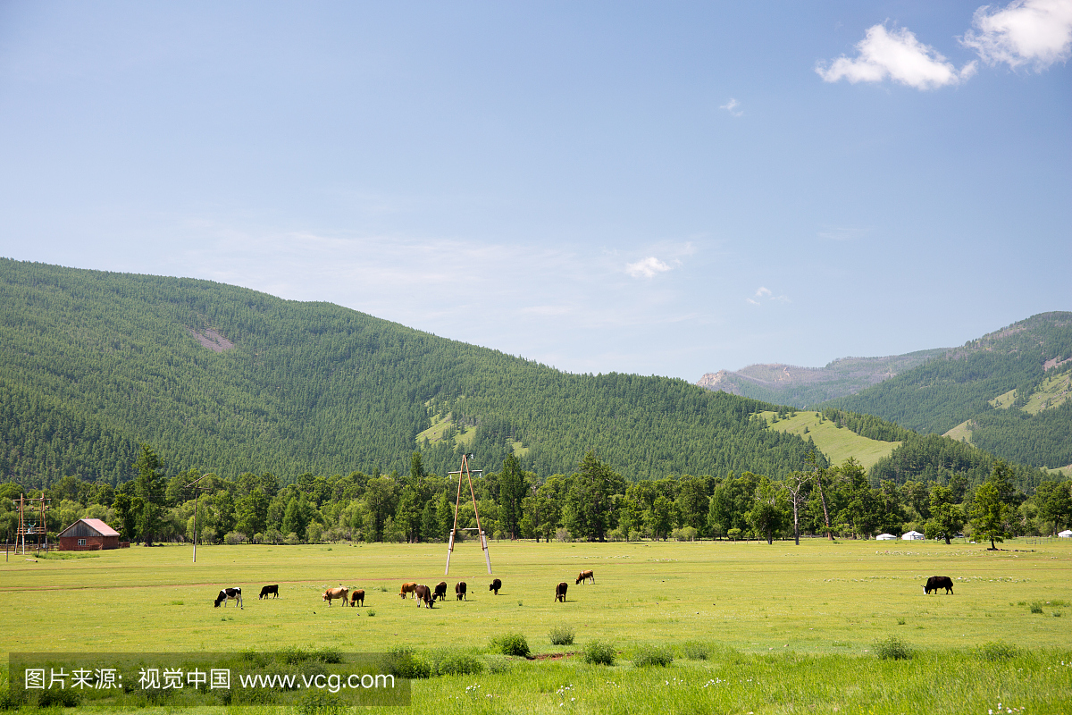 蒙古文化,东欧大草原,母牛,户外