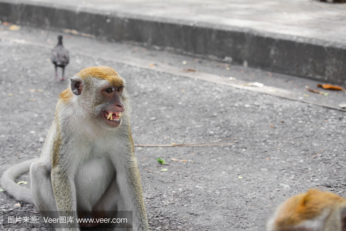 猴子性质生气在泰国特写镜头