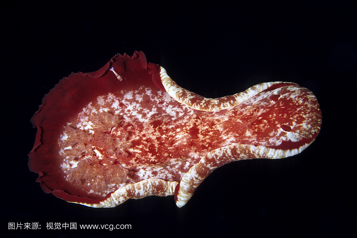 西班牙舞者帝王虾Nudibranch,Hexabranchus s
