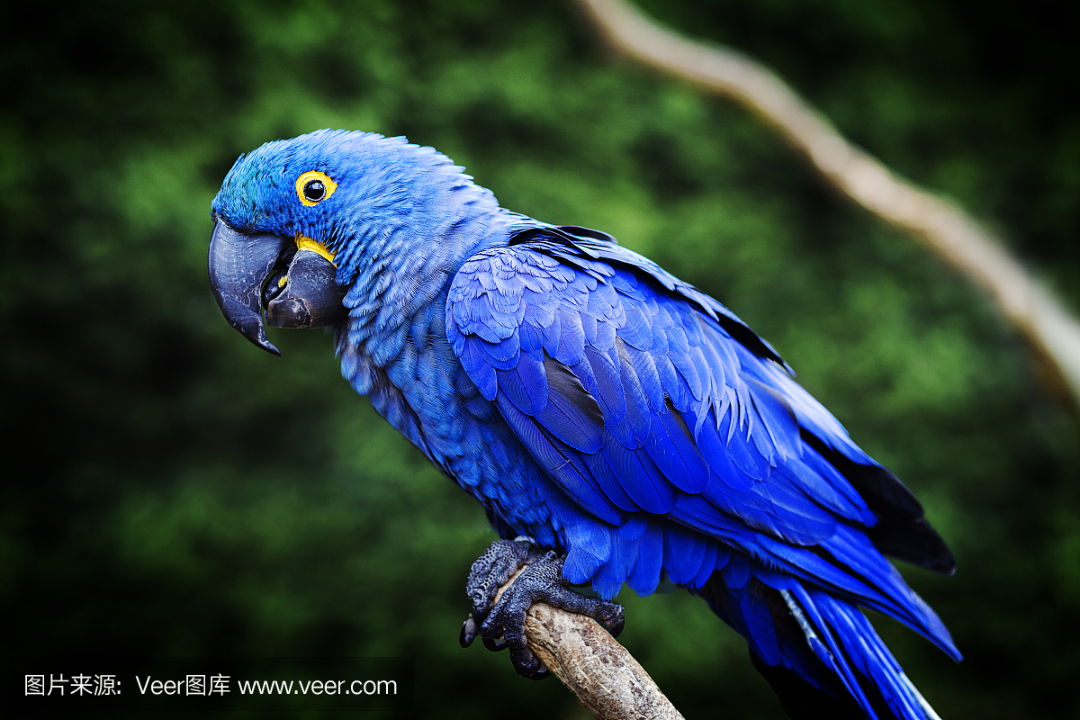 d Hyacinth Macaw (parrot) perched on a tree branch