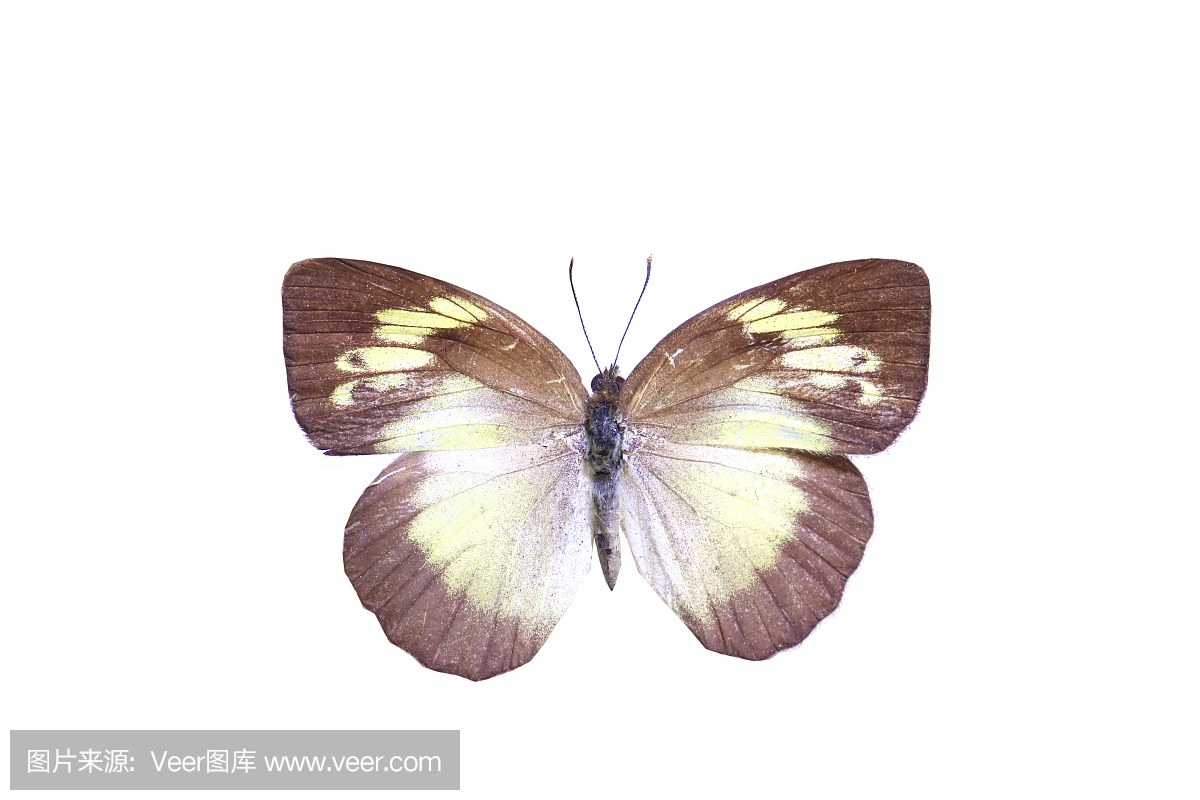 闪光蝶,南美洲大闪蝶,移民,外来人口