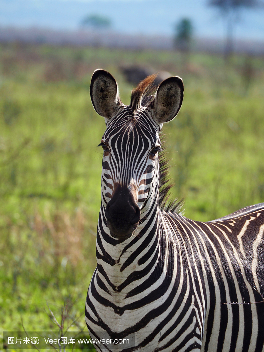 坦桑尼亚Mikumi国家公园