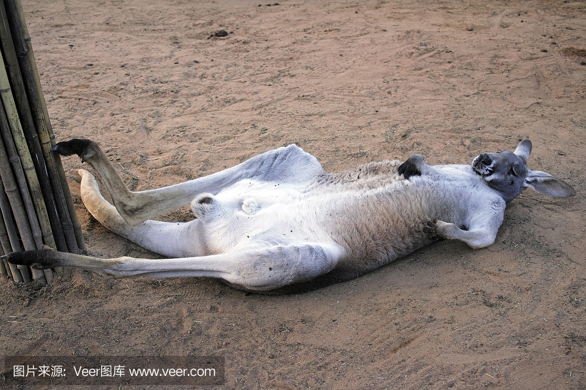 动物的育儿袋,窝,动物育儿袋,袋鼠