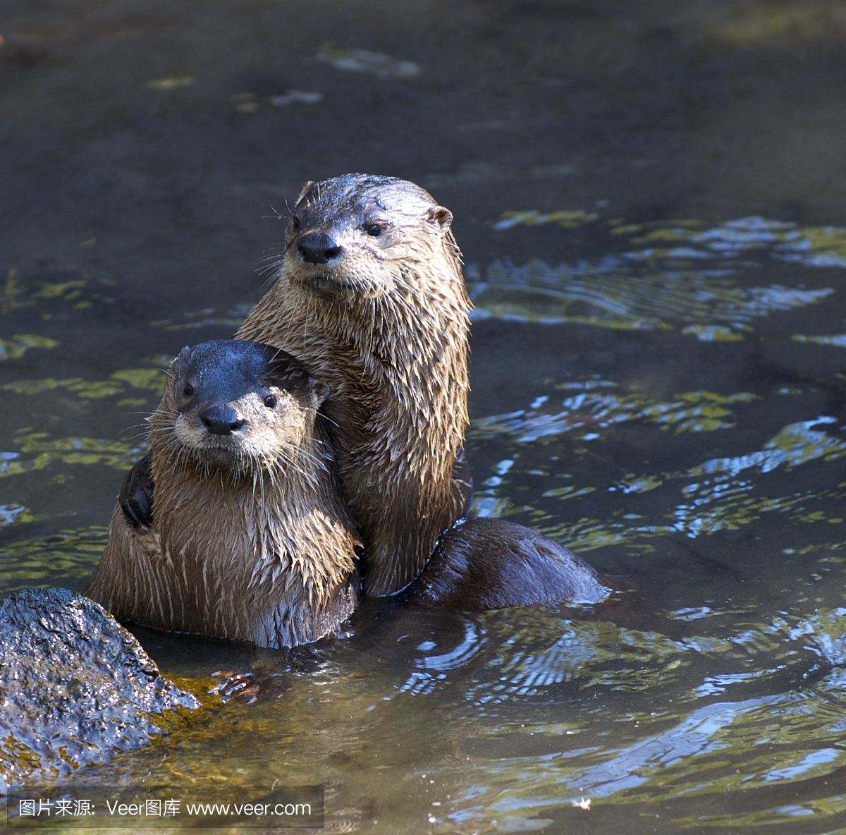 河獭,江獭,水獭,水濑属