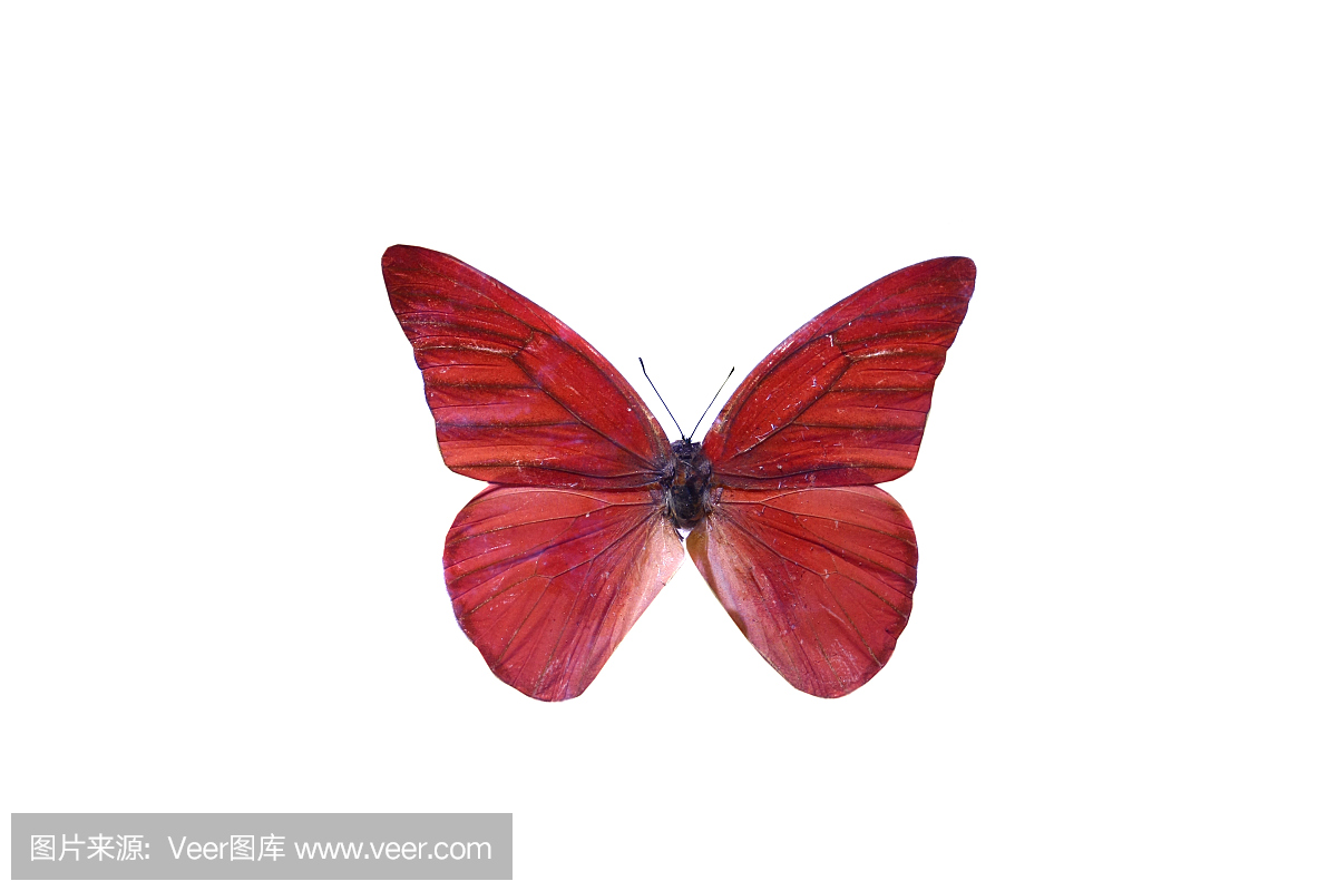 闪光蝶,南美洲大闪蝶,移民,外来人口