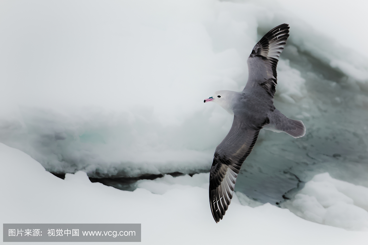 信天翁飞越海冰,南大洋,南极洲
