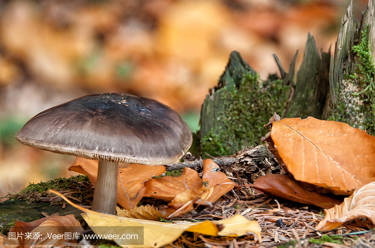 自然,褐色,鬼笔鹅膏,水平画幅
