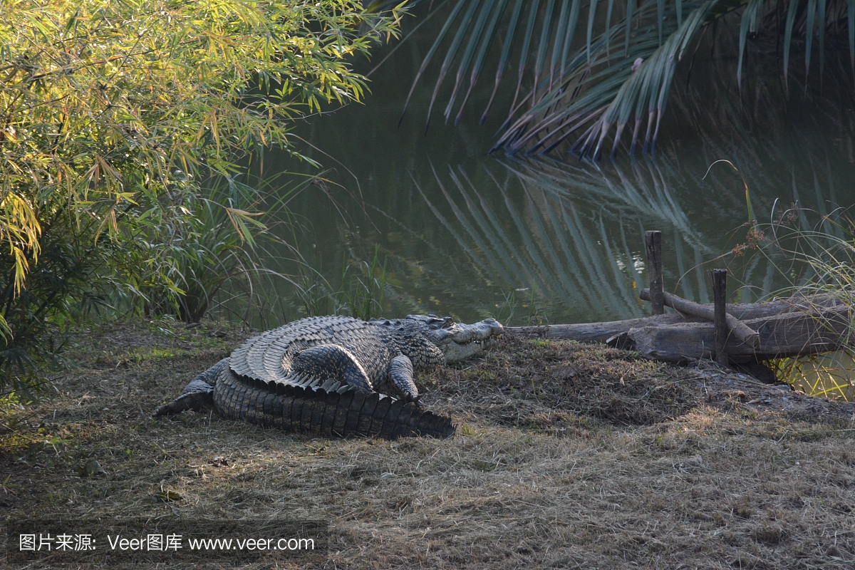 无人,野生动物保护区,鳄鱼,野生动物保护