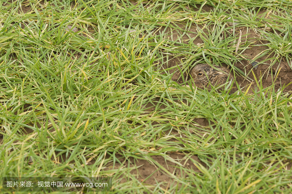 棕色野兔(Lepus europaeus)是一种新生儿,在出