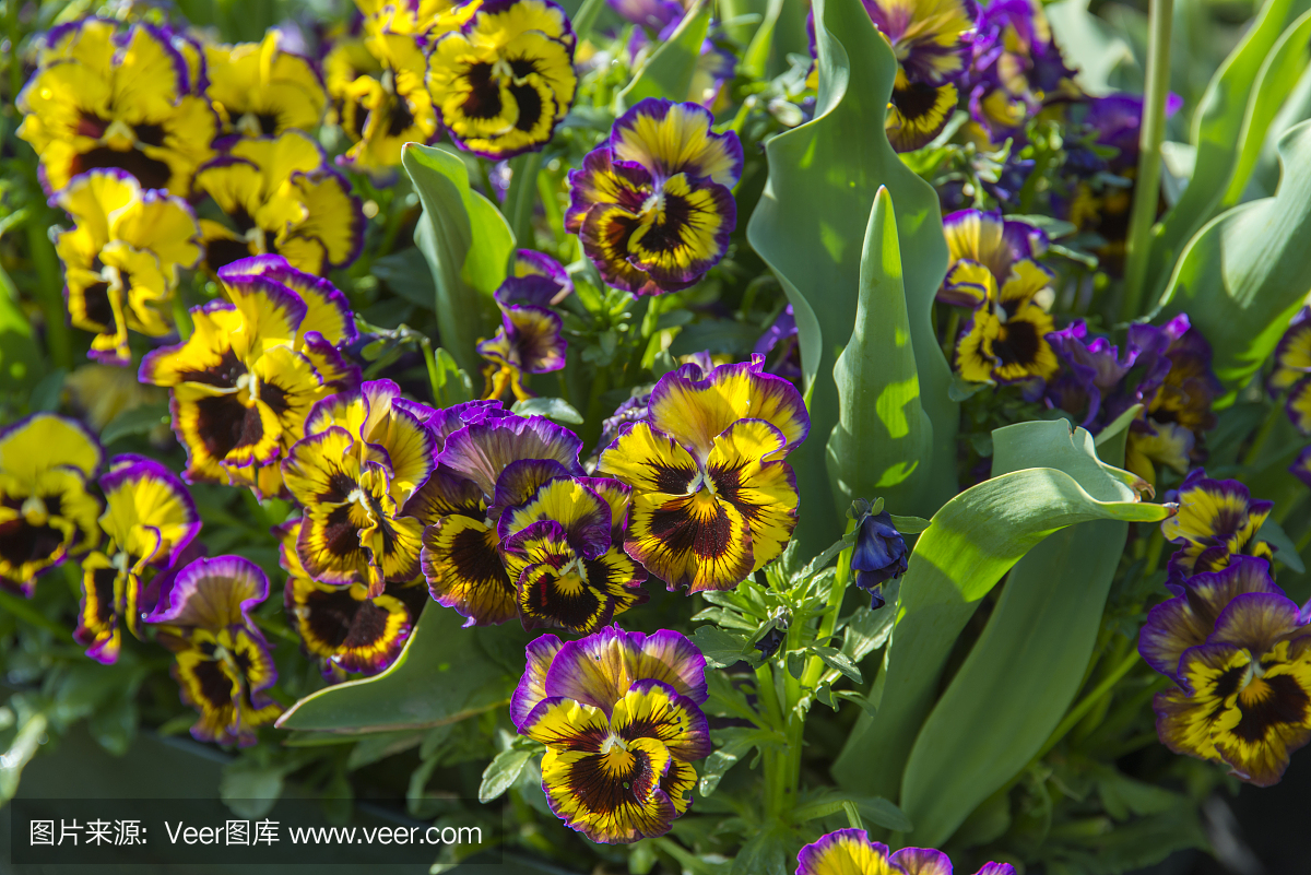 双色,两种颜色,两种色彩,双色调