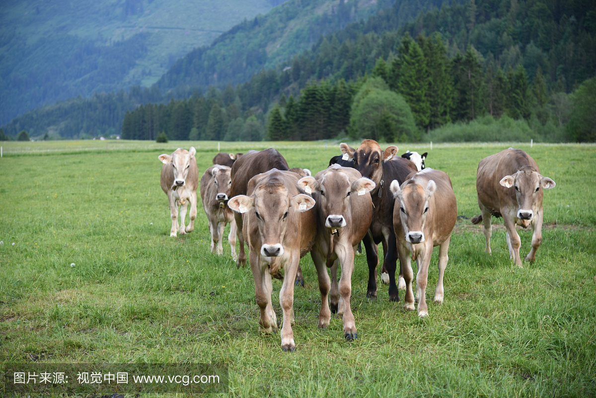 在奥地利蒂罗尔山区饲养牛肉用于牛肉消费。在