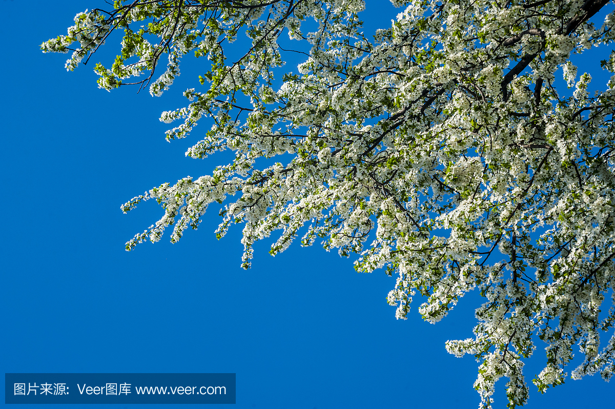 雪利,雪利酒,日本文化,水平画幅