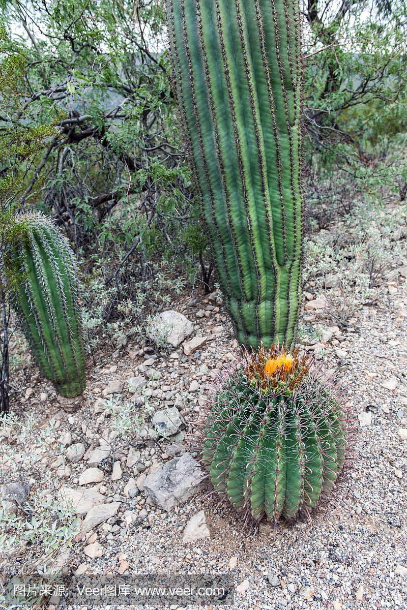仙人掌花在美国西部的美国亚利桑那州的三角洲