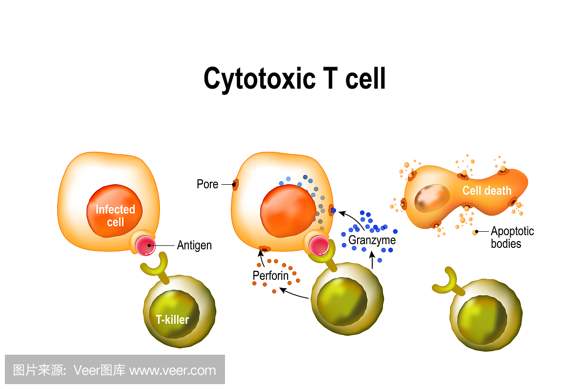 细胞毒性T细胞。