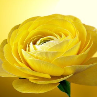 一朵黄玫瑰花图片
