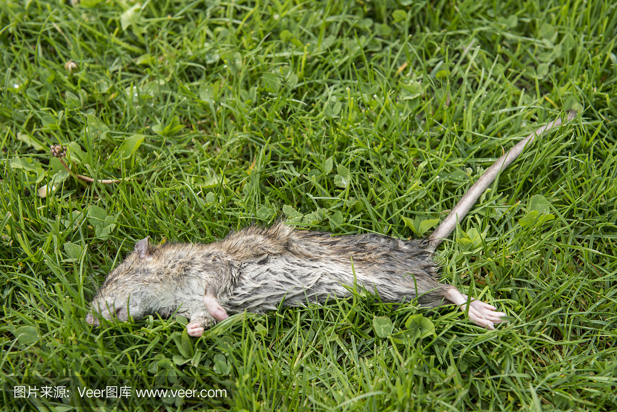 死老鼠躺在草地上