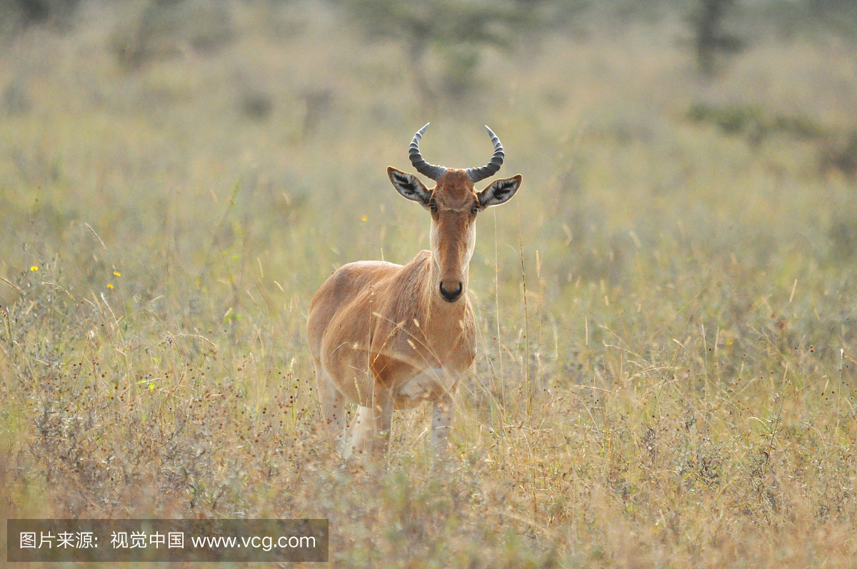 肯尼亚,野外动物,户外,内罗毕国家公园