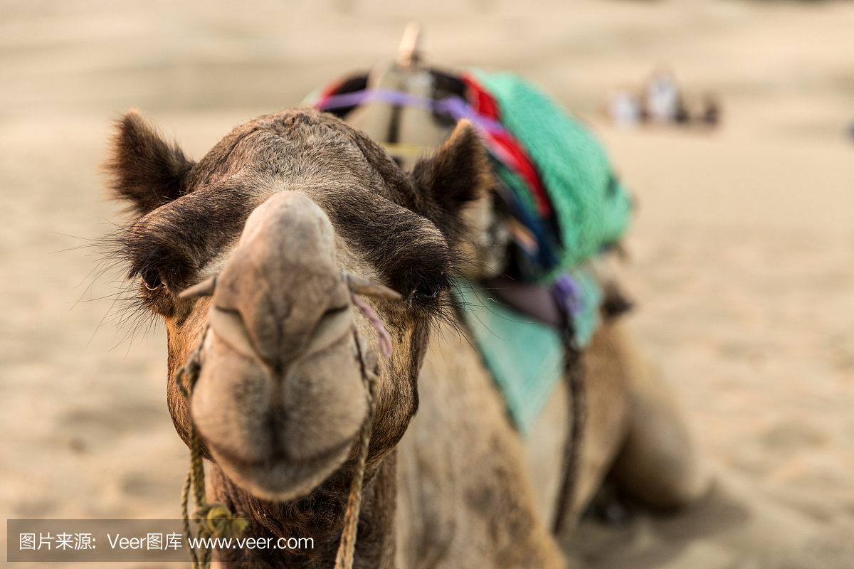 骆驼在沙丘,沙漠斋沙默尔