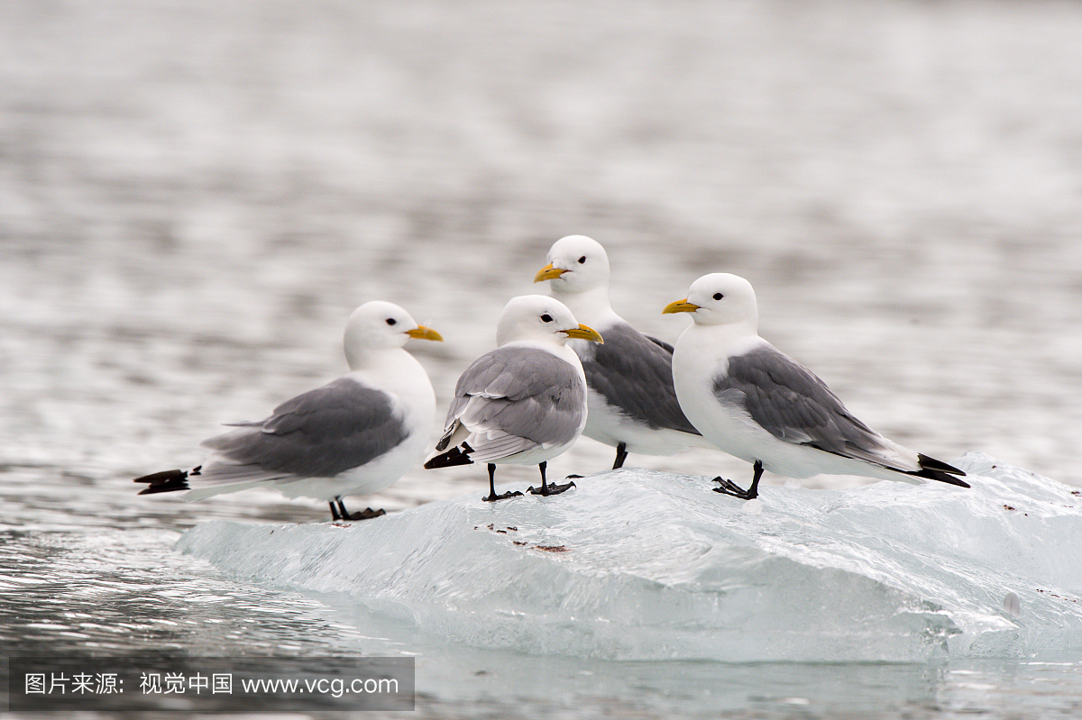 black legged kittiwakes