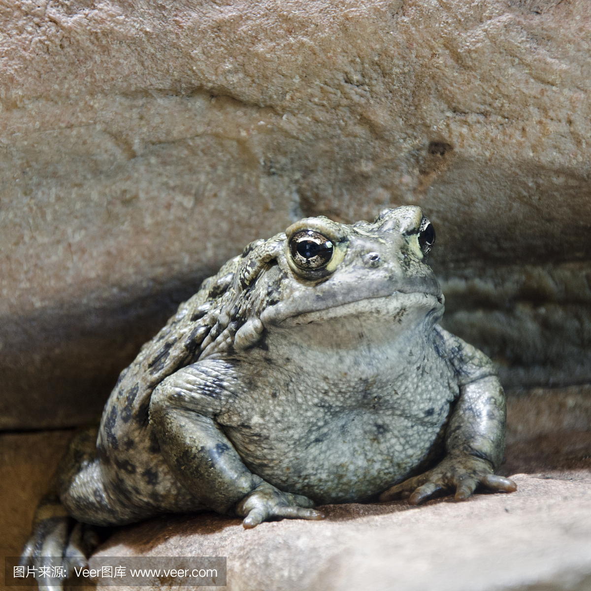 北方蟾蜍,北温带森林蛤蟆,北温带森林疥蛤蟆,北