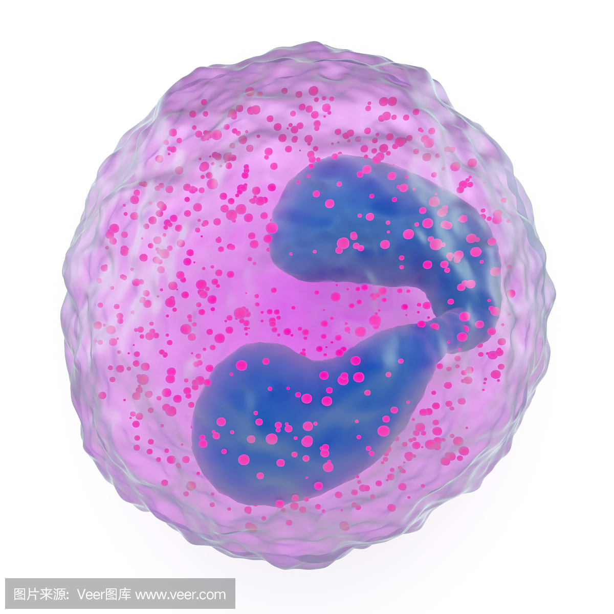 嗜曙红细胞,嗜酸性粒细胞,细胞质,细胞浆