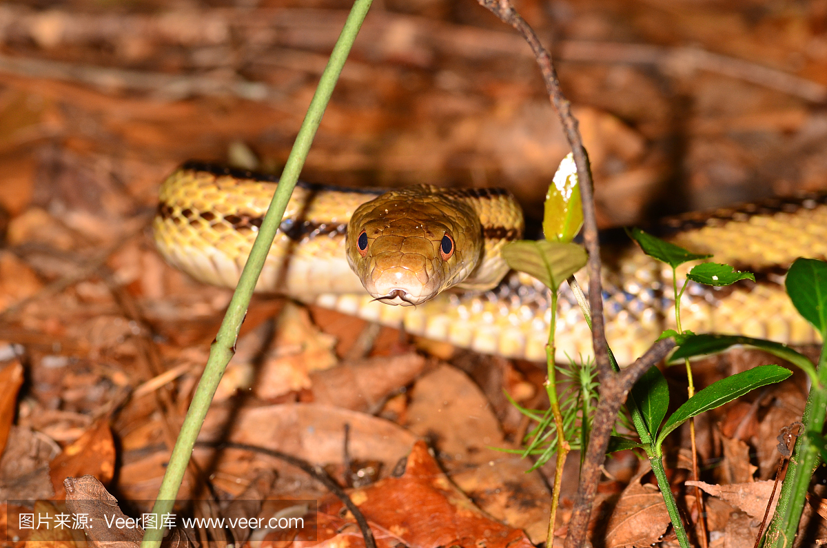 黄色大鼠蛇的宏观,与分叉舌尖可见