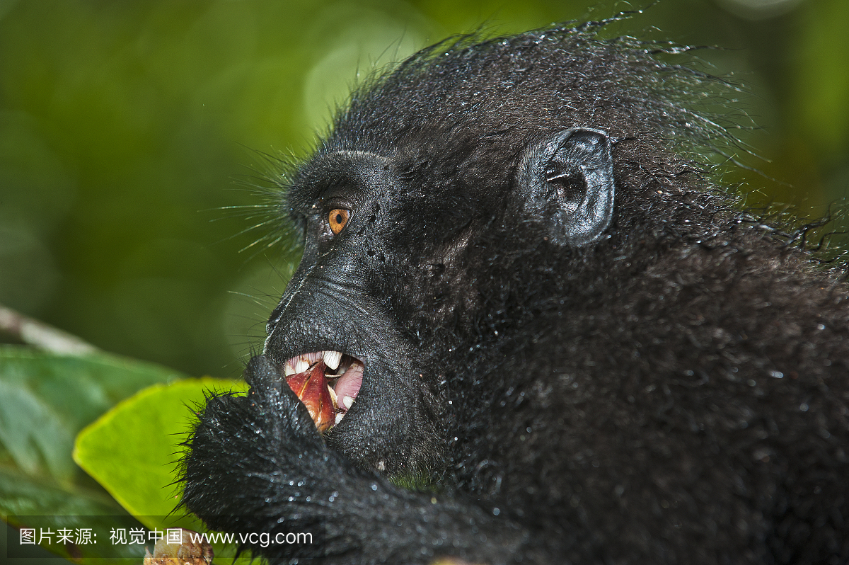 一只黑色的冠猕猴,猕猴黑,在树上吃无花果。