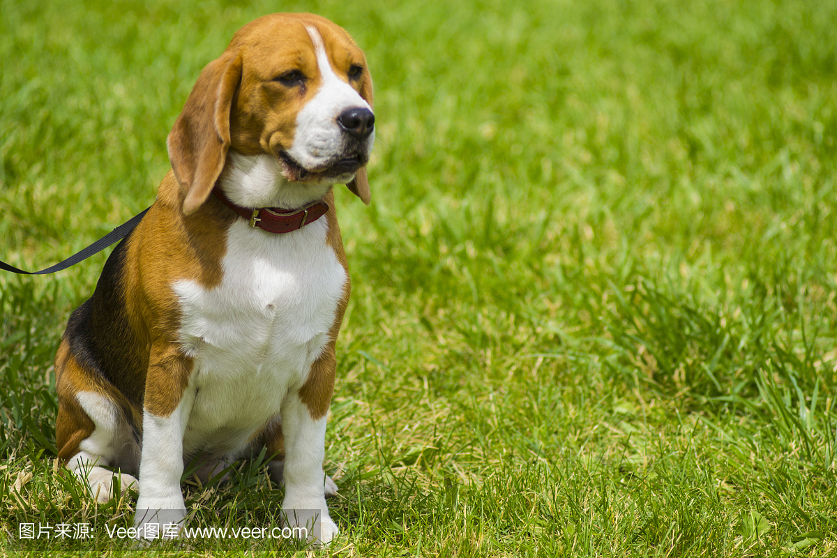 比格犬,小猎犬,米格鲁猎兔犬,(英国种的)小猎兔