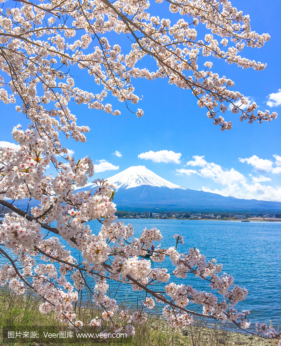 日本春季樱花季节时间,富士山和樱花盛开