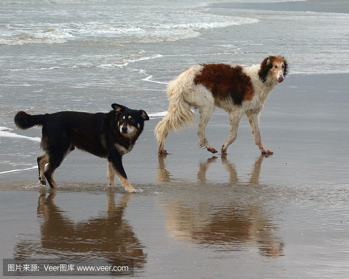 苏俄牧羊犬,俄罗斯猎狼犬,苏俄猎狼犬,俄罗斯牧