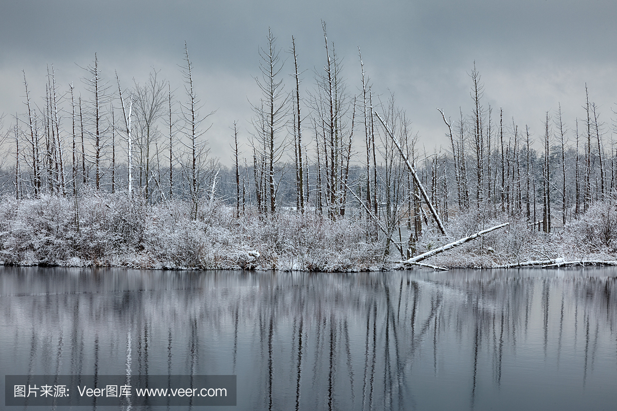 松木荒地,拜伦斯松林,百瑞斯松林,白瑞思松树
