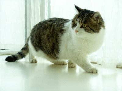 壁纸 动物 猫 猫咪 小猫 桌面 400_300 gif 动态图 动图