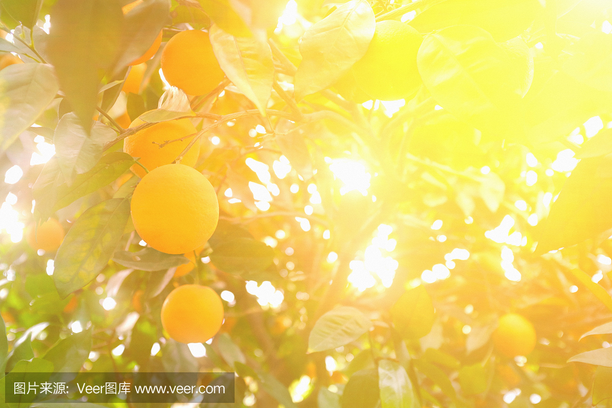 桔子在柑橘类水果农场树上朦胧,过滤阳光