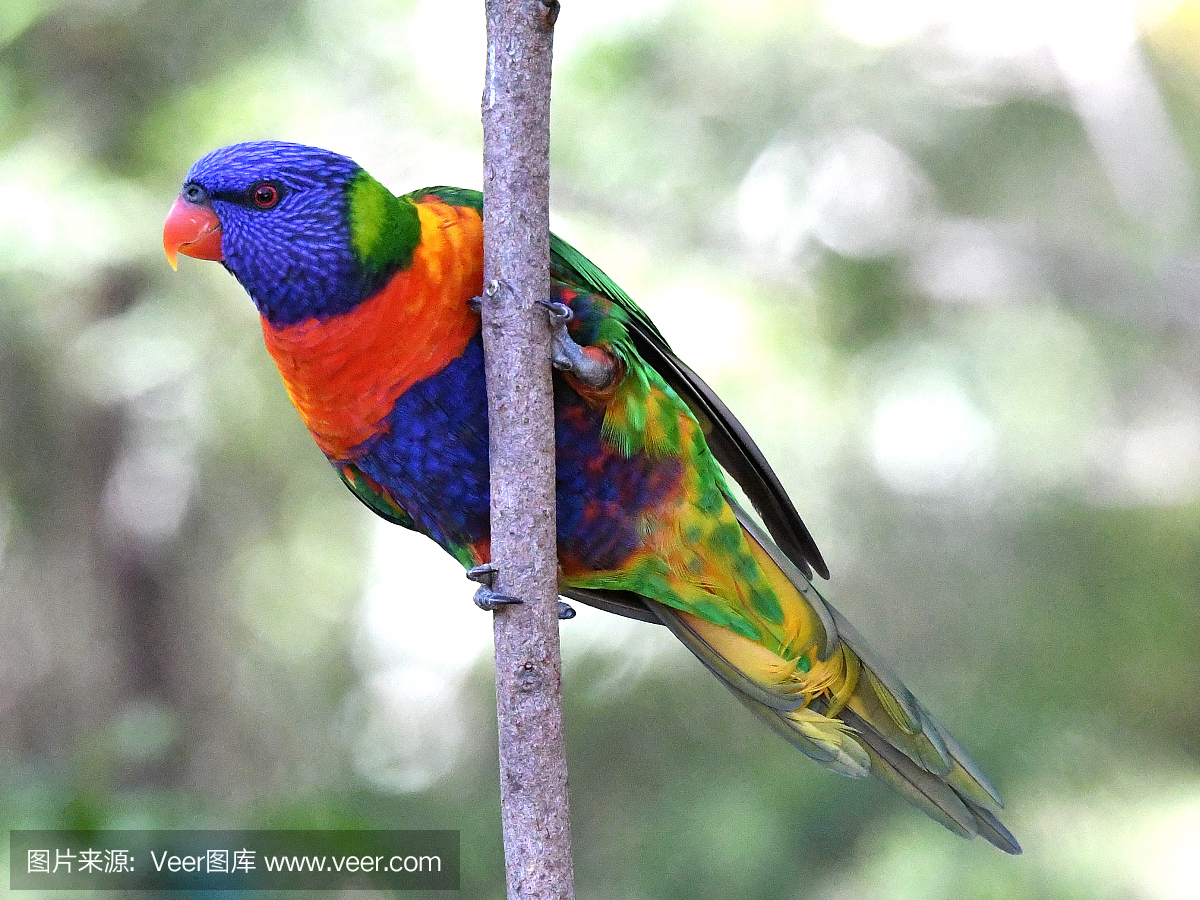 吸蜜鹦鹉,澳洲小鹦鹉,英文字母N,N字母