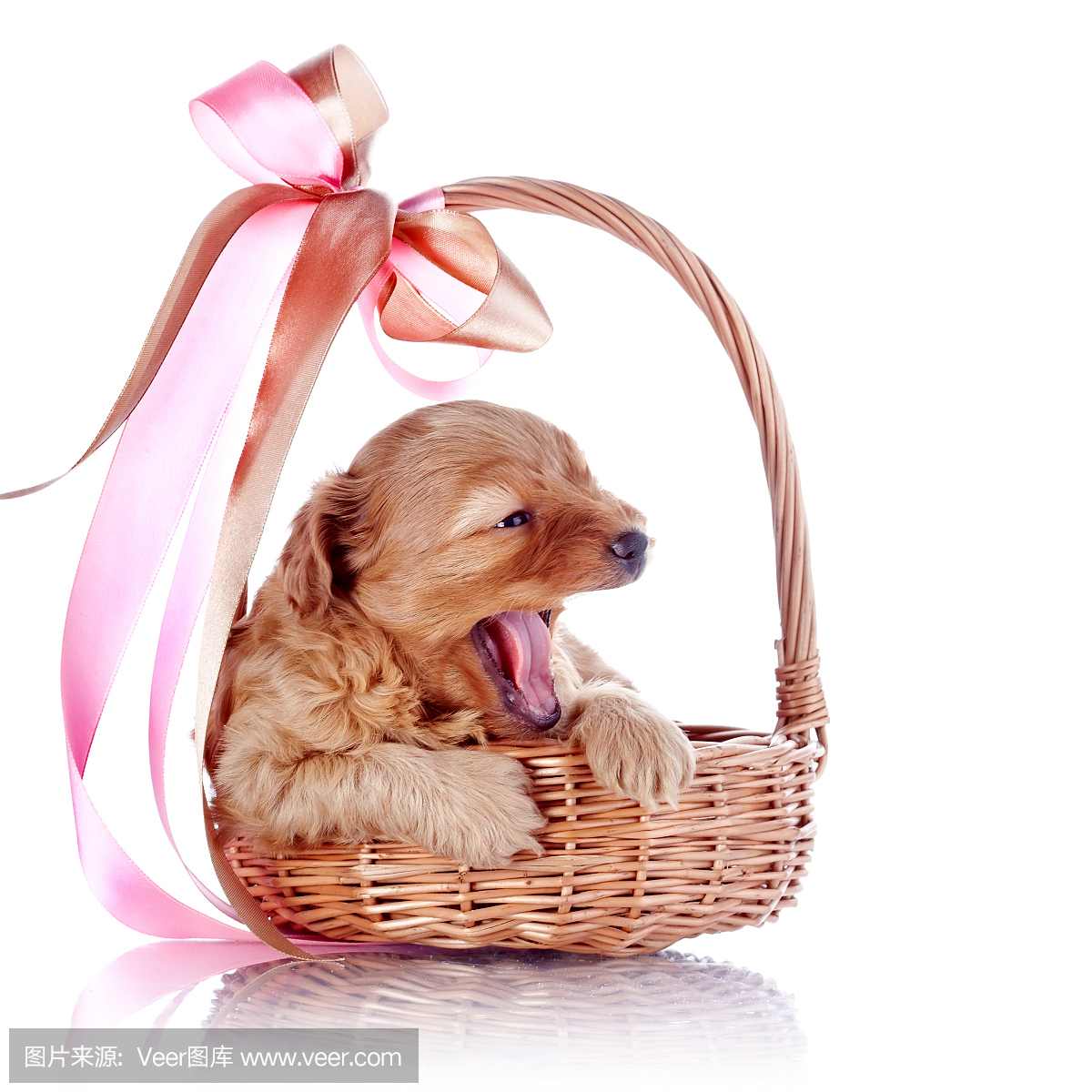 贵宾犬,一种智力很高的狮子狗,贵宾狗,贵妇犬