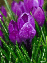 壁纸 花 桌面 165_220 gif 动态图 动图