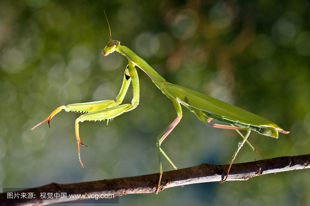 螳螂,欧洲螳螂,大螳螂,昆虫