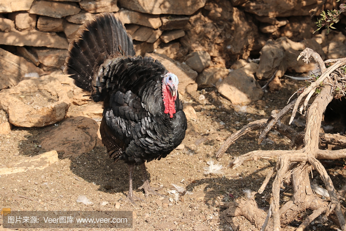 野火鸡,野吐绶鸡,兽群,牧群